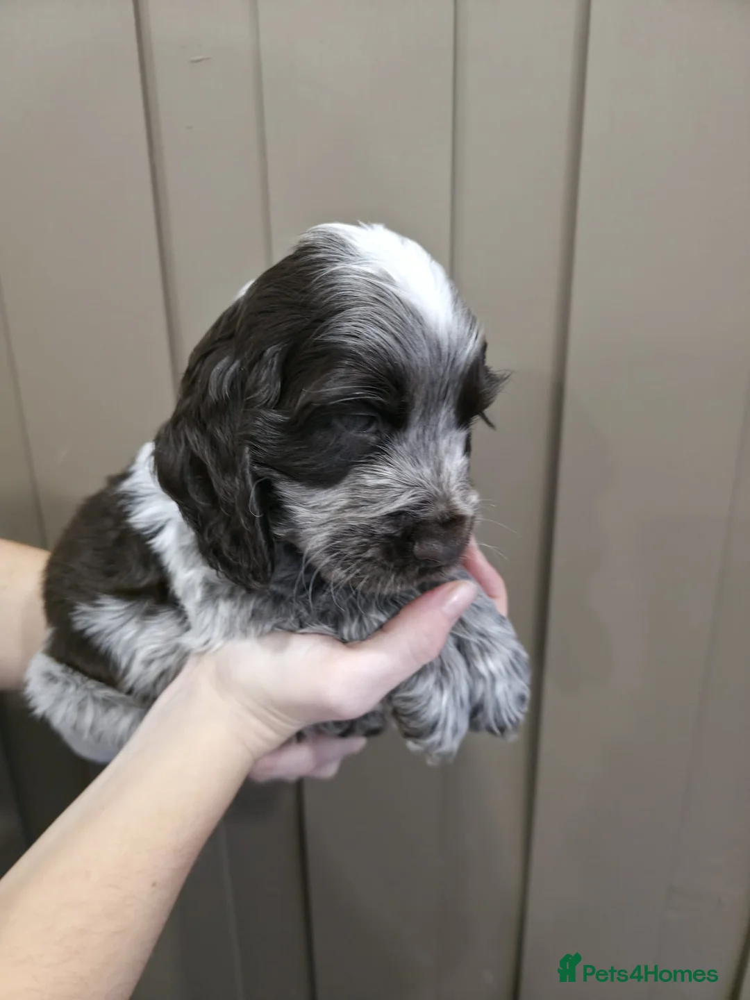 Cocker Spaniel dogs for sale: Show Type Cocker Spaniels Ready to leave now - Advert 32