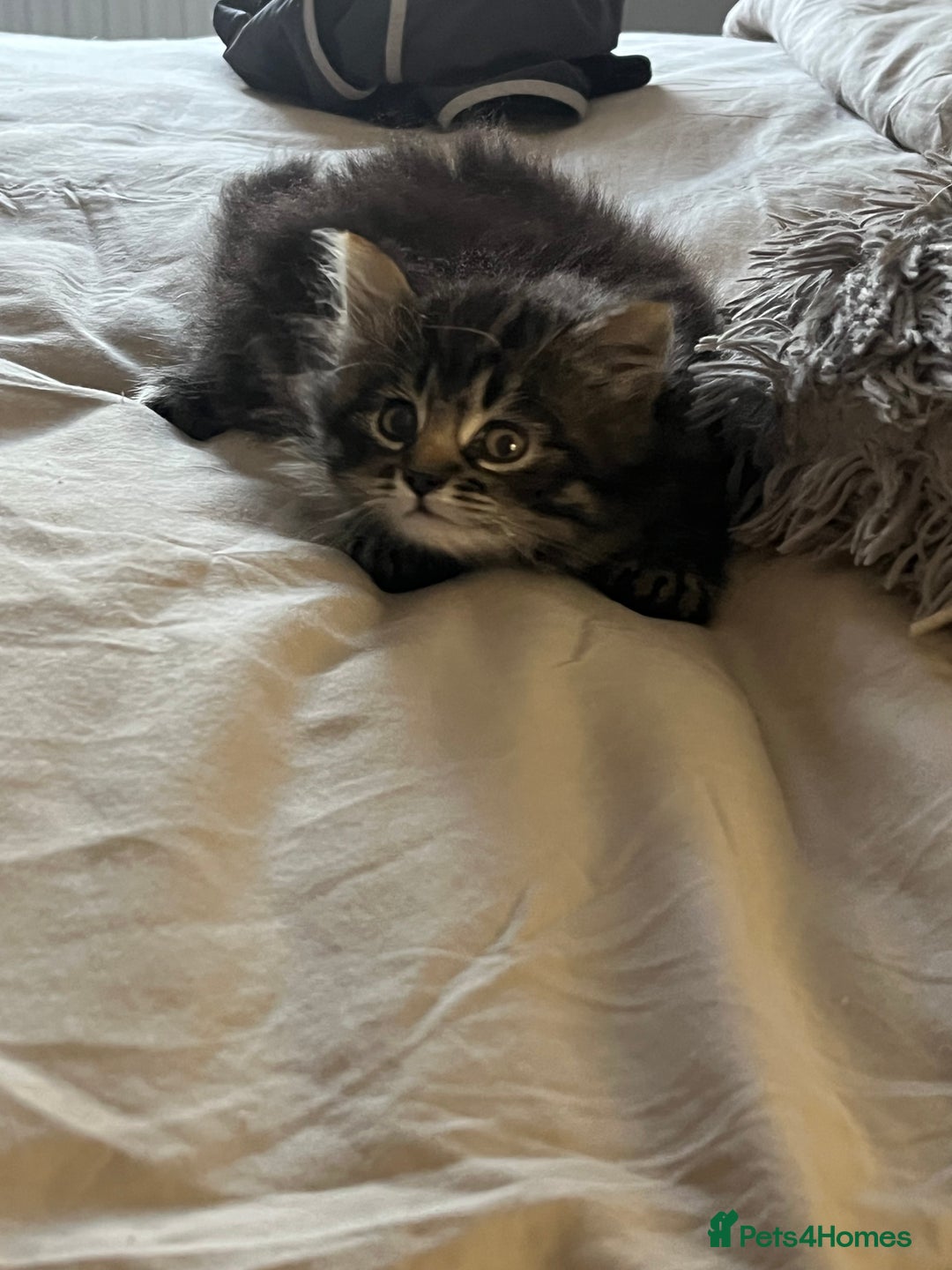 Mixed Breed cats for sale: 8 week old male fluffy tabby kitten - Image 6