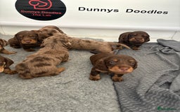 Dachshund dogs for sale: Dachshund puppies for sale  - Image 11