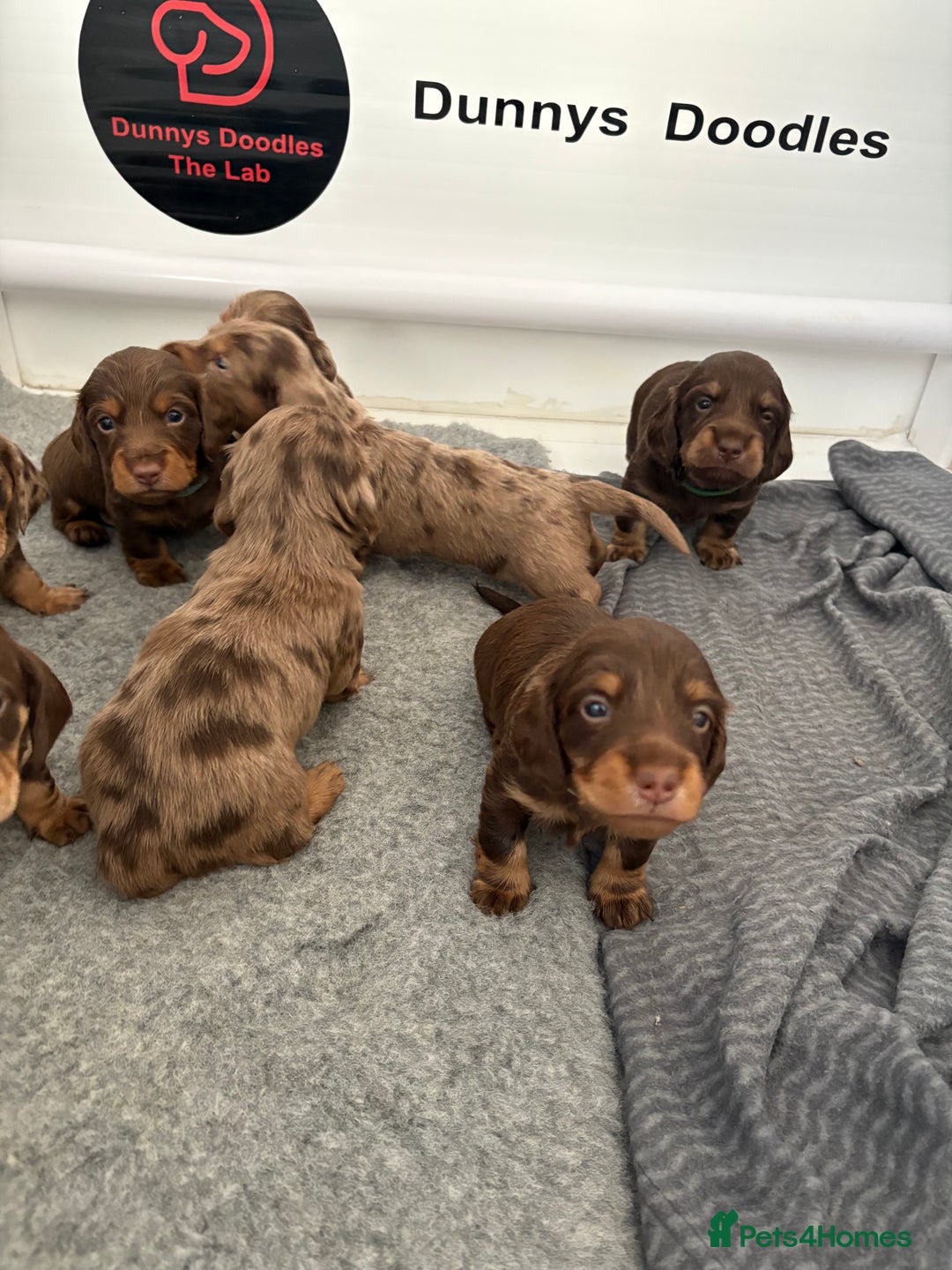 Dachshund dogs for sale: Dachshund puppies for sale  - Image 11