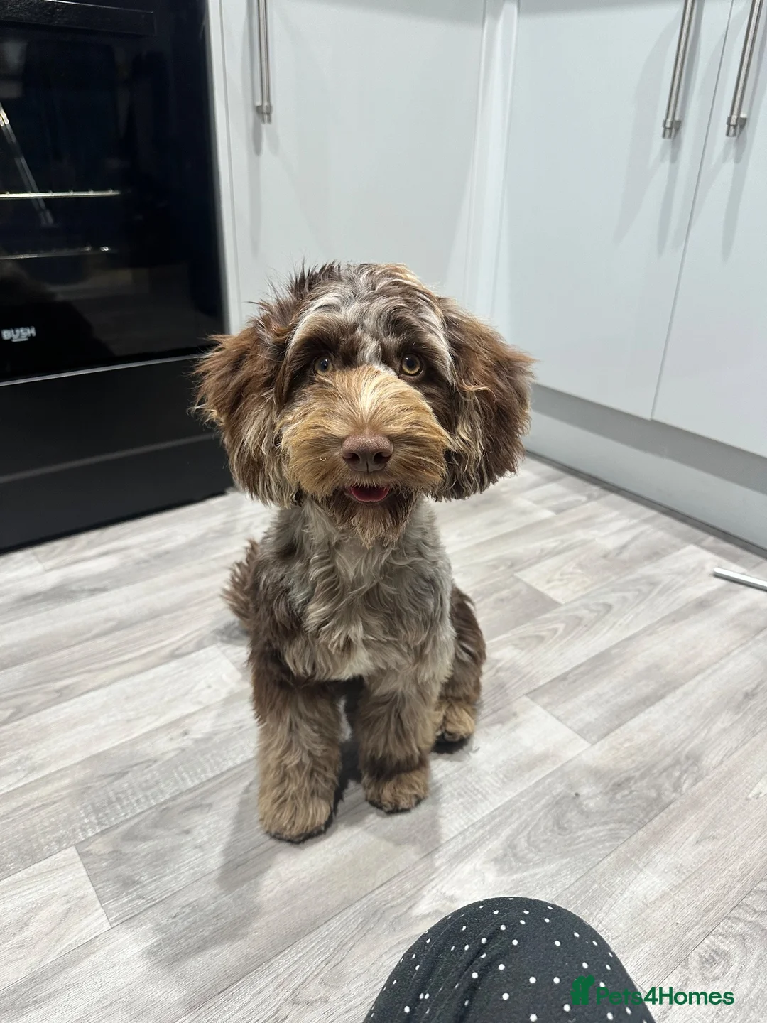 Cockapoo dogs for sale: 5.5 month cockapoo  - Advert 2