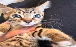 Mixed Breed cats for sale: Playful kitties in Middlewich - Image 8