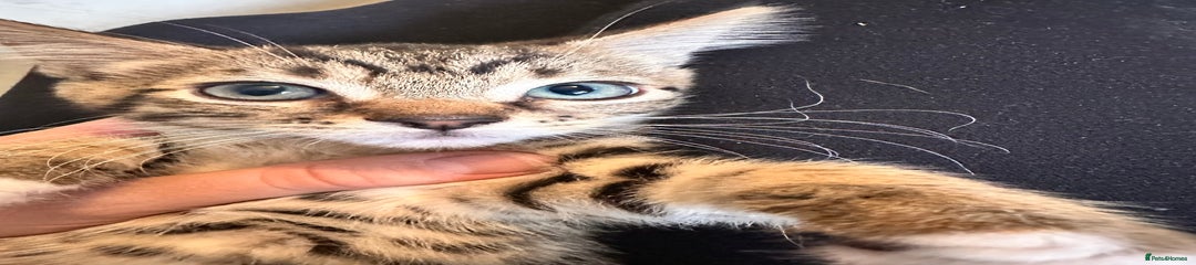 Mixed Breed Kitten 2