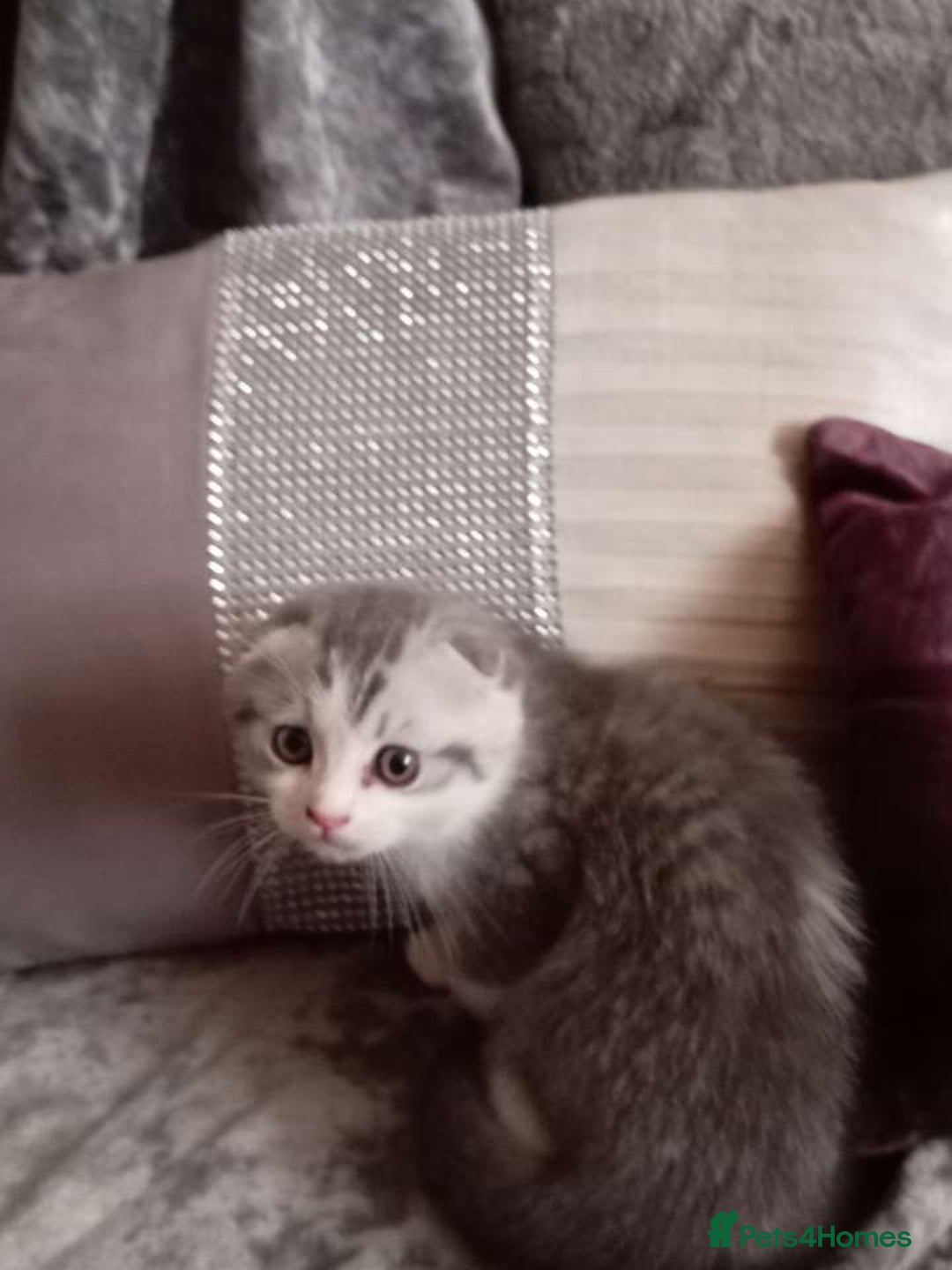 Mixed Breed cats for sale: Ragdoll cross Scottish fold - Image 3