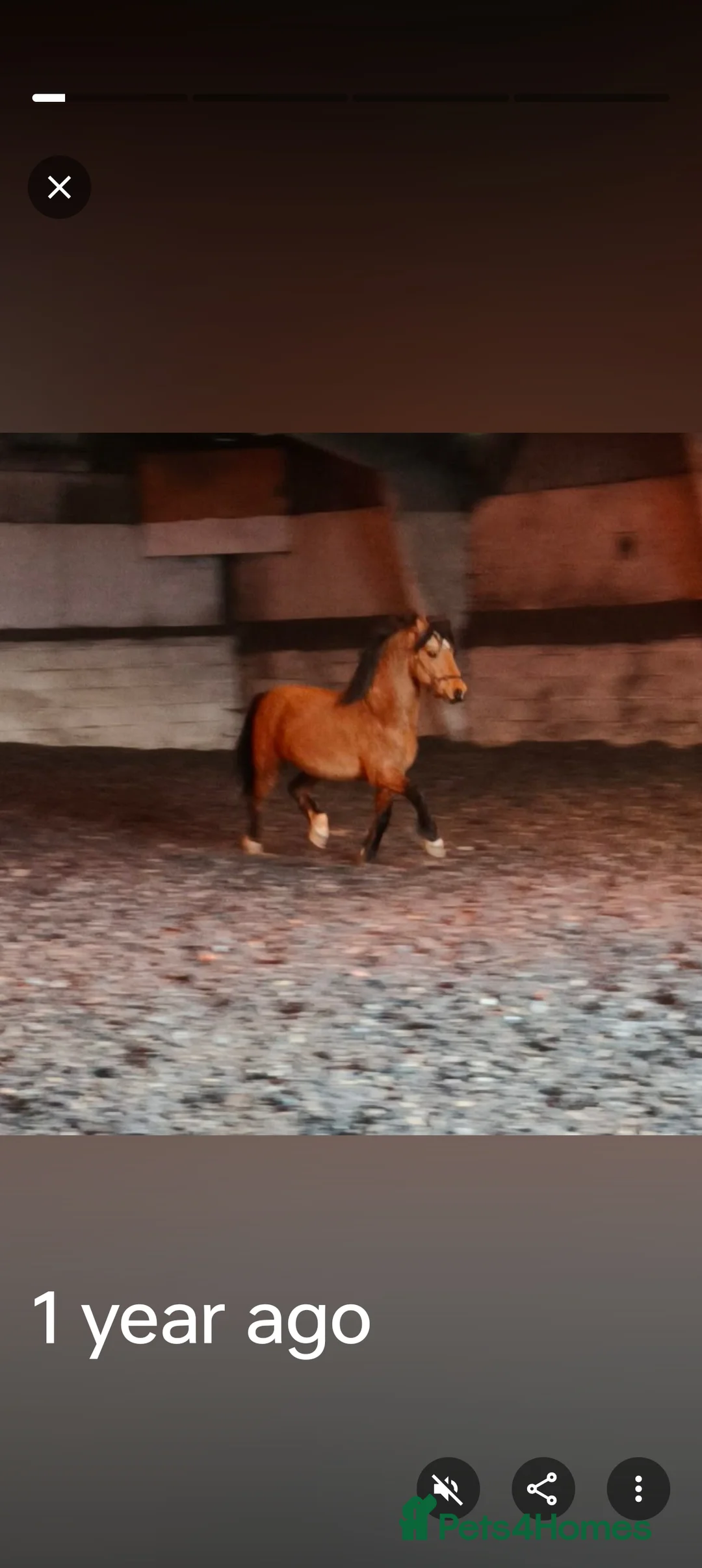 Welsh Section C horses for sale: Rising 4 registered Welsh C gelding  - Advert 6