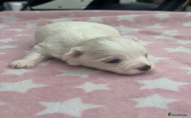 Maltese dogs - Advert 15