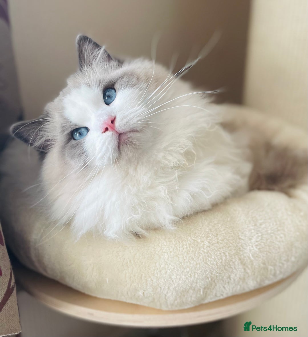 Ragdoll cats for stud: GCCF and TICA registered stud in Feltham - Advert 1