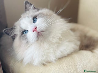 Ragdoll cats in Feltham - Advert 29