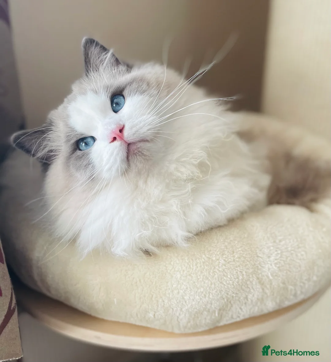 Ragdoll cats for stud: GCCF and TICA registered stud in Feltham - Advert 6
