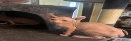 Sphynx cats for sale: Last unique split face girl with elf ears!💛 - Advert 7