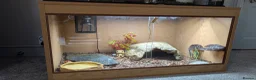 Skink reptiles for sale: Much loved blue tounged skink  in Ipswich - Advert 6