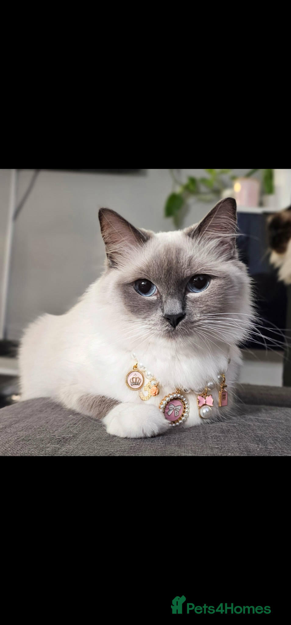 Ragdoll cats Ragdoll kittens bluepoint mitted  - Advert 2