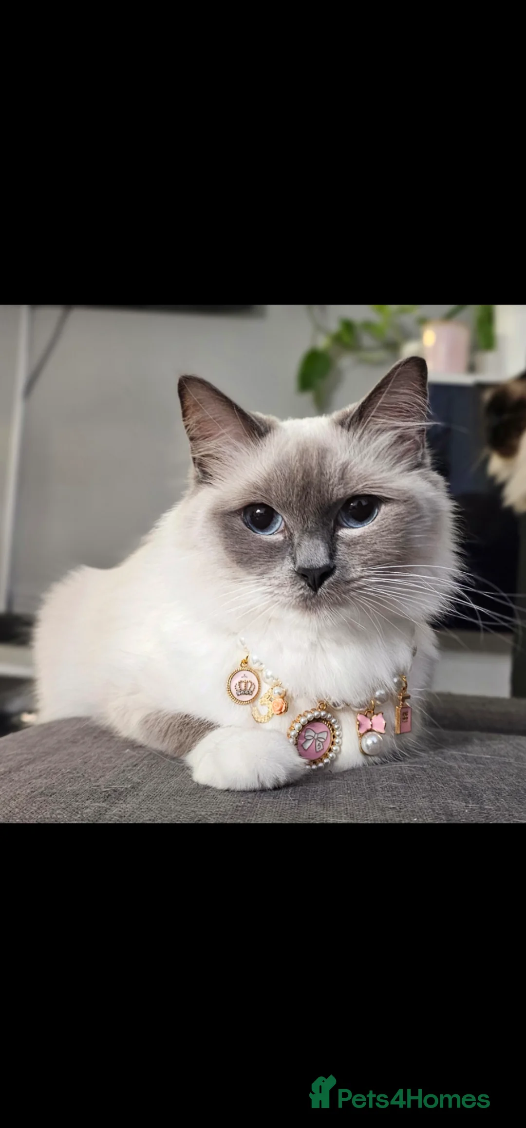Ragdoll cats for sale: Ragdoll kittens bluepoint mitted  - Advert 2