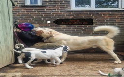 Central Asian Shepherd dogs for sale: Beautiful Alabai Mastiff puppies  in Pulborough - Image 24