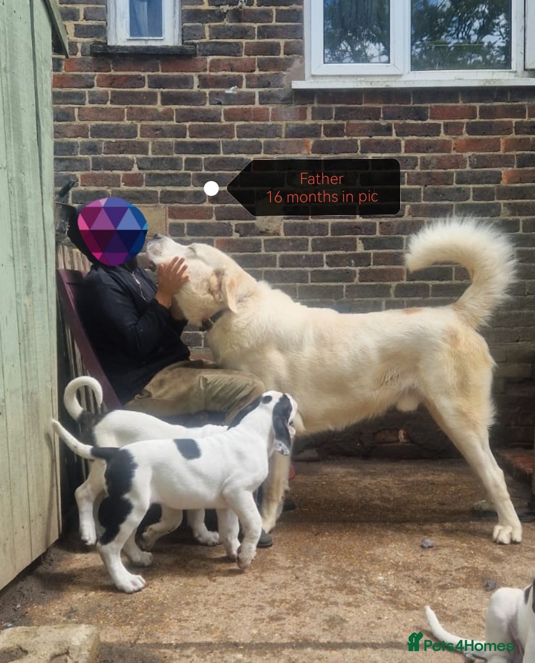 Central Asian Shepherd dogs for sale: Beautiful Alabai Mastiff puppies  in Pulborough - Image 24