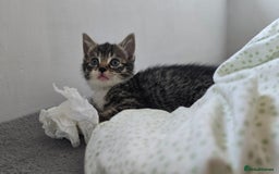Mixed Breed cats for sale: Two kittens available - Image 4