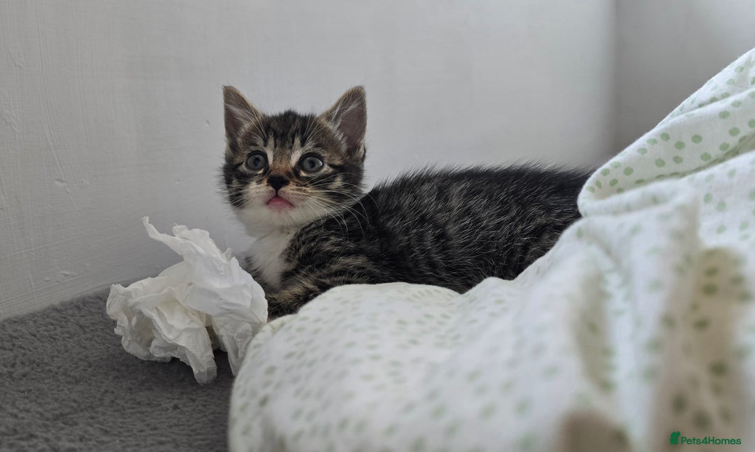 Mixed Breed cats for sale: Two kittens available - Image 4