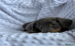 Miniature Dachshund dogs for sale: Miniature Dachshund Puppies  - Image 8