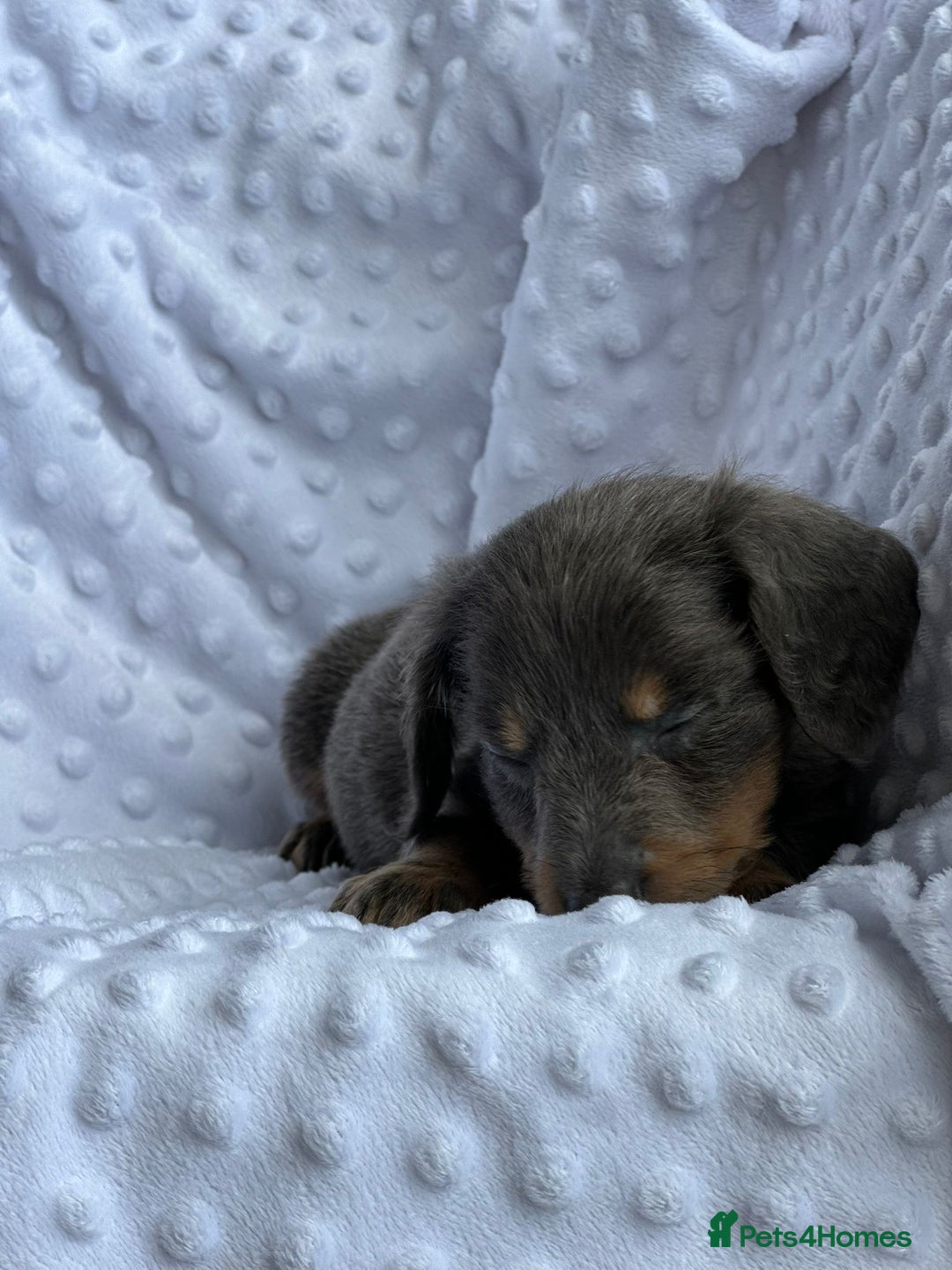 Miniature Dachshund dogs for sale: Miniature Dachshund Puppies  - Image 8