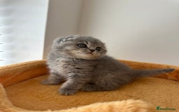Scottish Fold cats for sale: 🦉 TOP QUALITY TICA REG SCOTTISH FOLD🦉 - Image 4