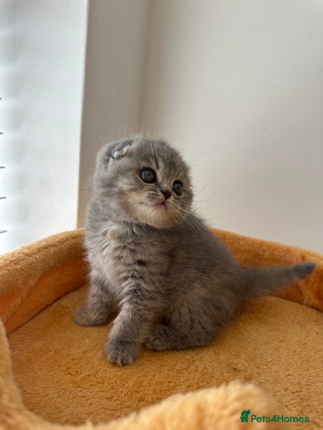 Scottish Fold cats for sale: 🦉 TOP QUALITY TICA REG SCOTTISH FOLD🦉 - Image 4