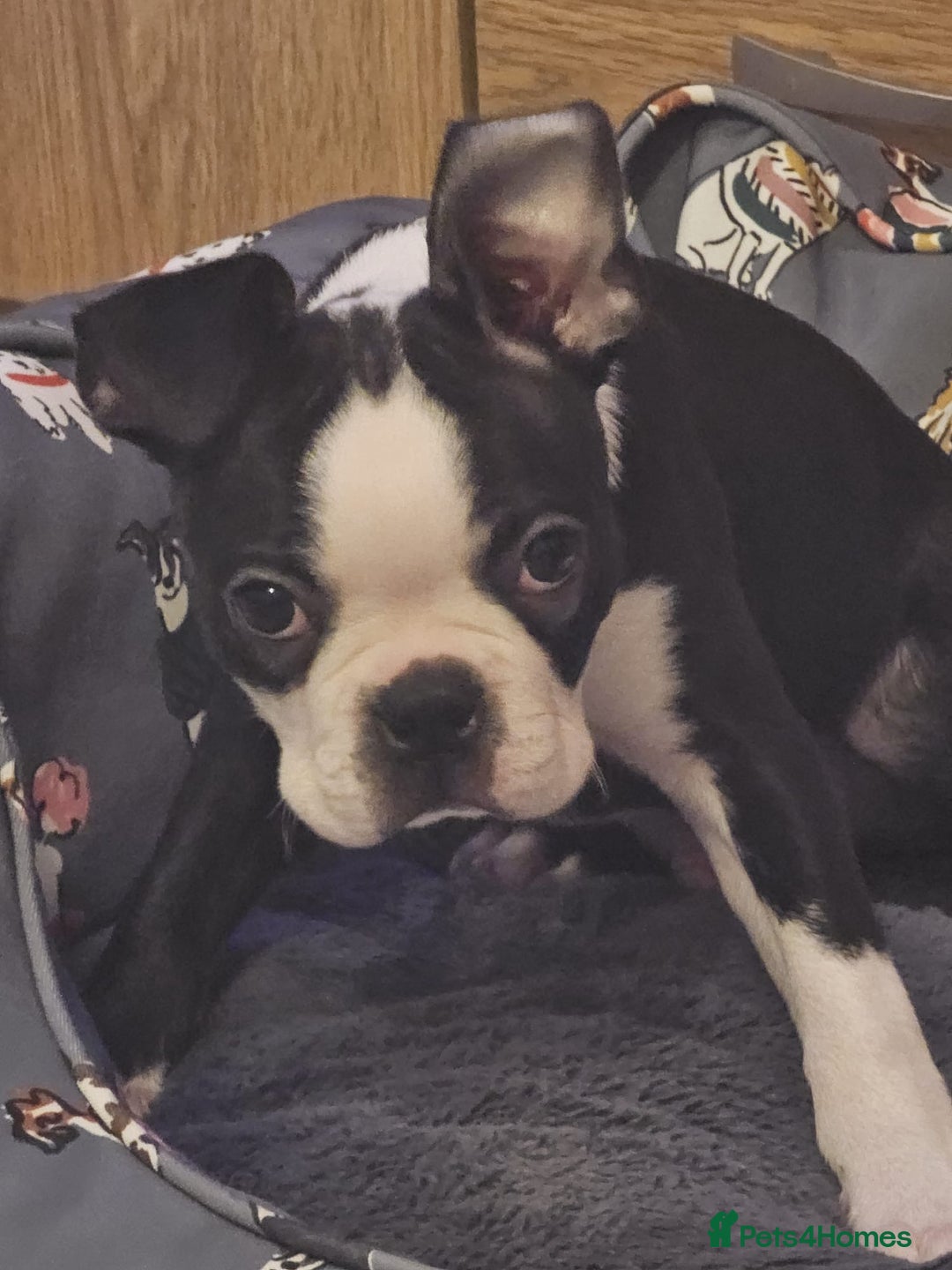 Boston Terrier dogs for sale: Boston Terrier Puppy Ready for His Forever Home - Advert 6