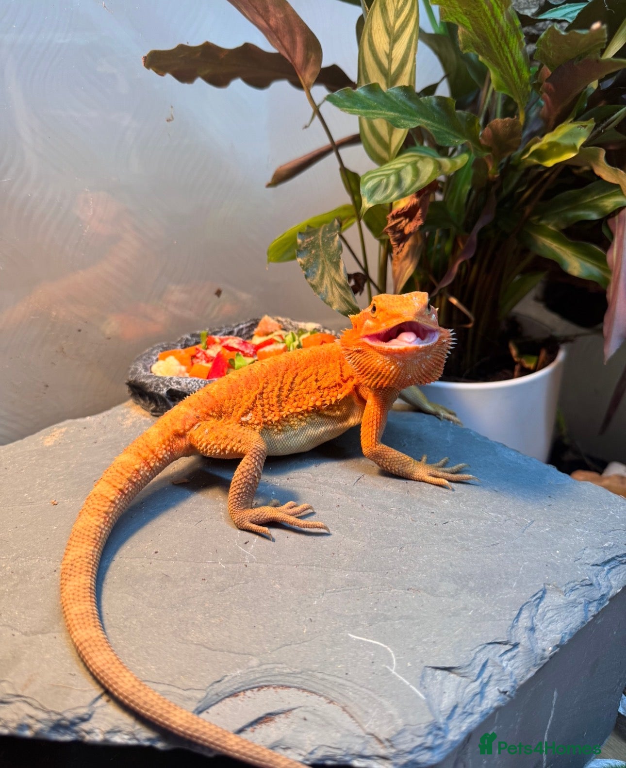 Bearded Dragon reptiles Orange Hypo Female Bearded dragon &amp; set up - Advert 1