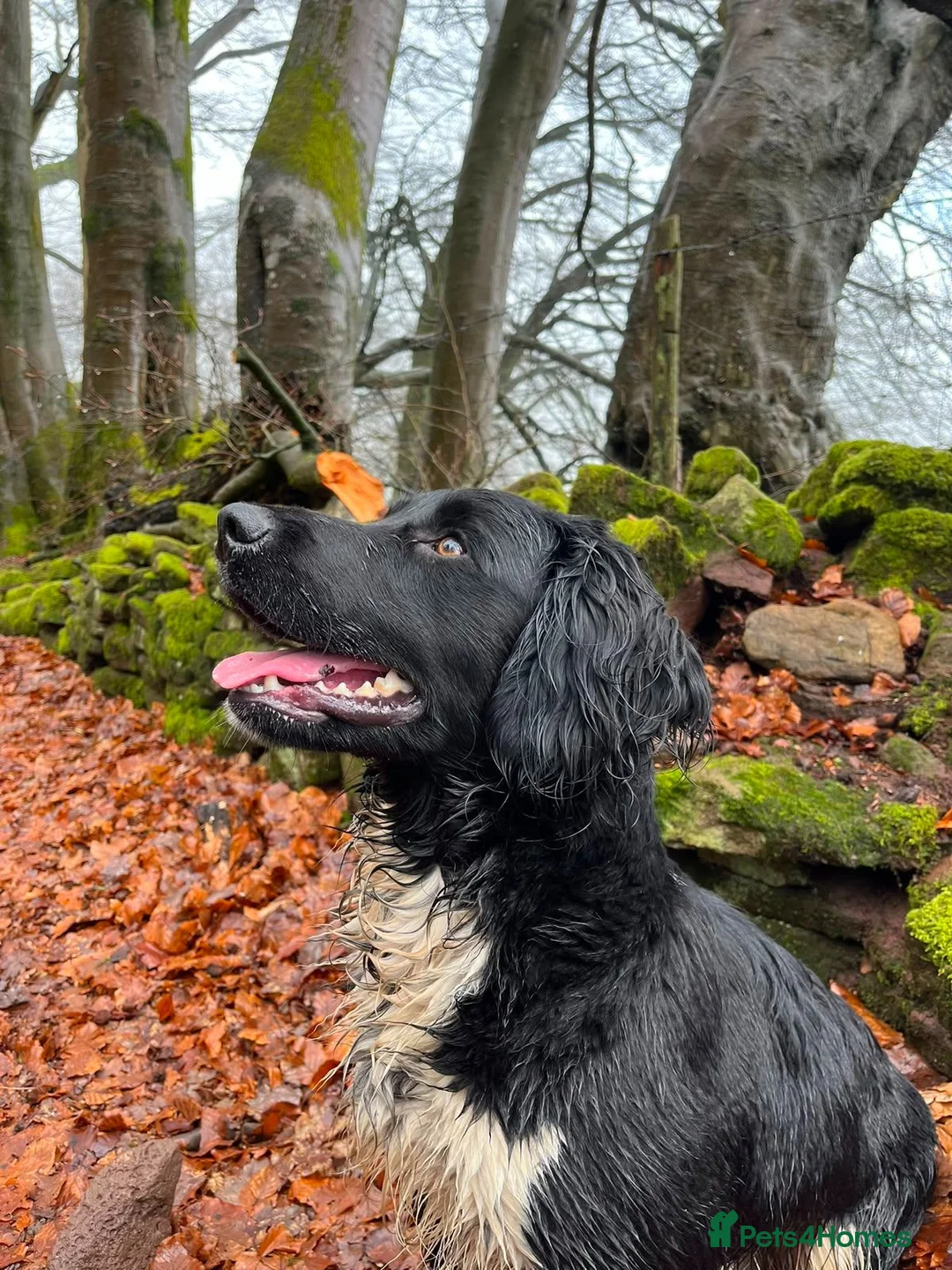 English Springer Spaniel dogs for sale: English Springer Spaniels  - Advert 15