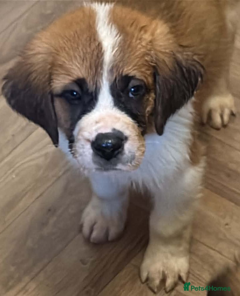 Saint Bernard dogs Last female saint Bernard  - Advert 5