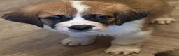 Saint Bernard dogs for sale: Last female saint Bernard  - Advert 1