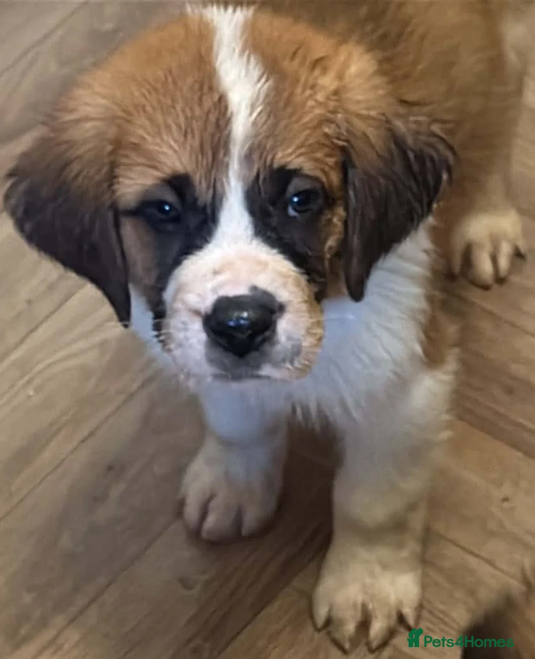 Saint Bernard dogs for sale: Last female saint Bernard  - Advert 1