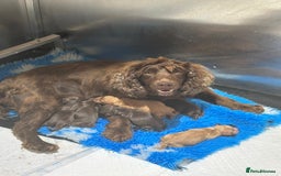 Cocker Spaniel dogs for sale: Working cocker spaniels puppies kc reg - Image 22