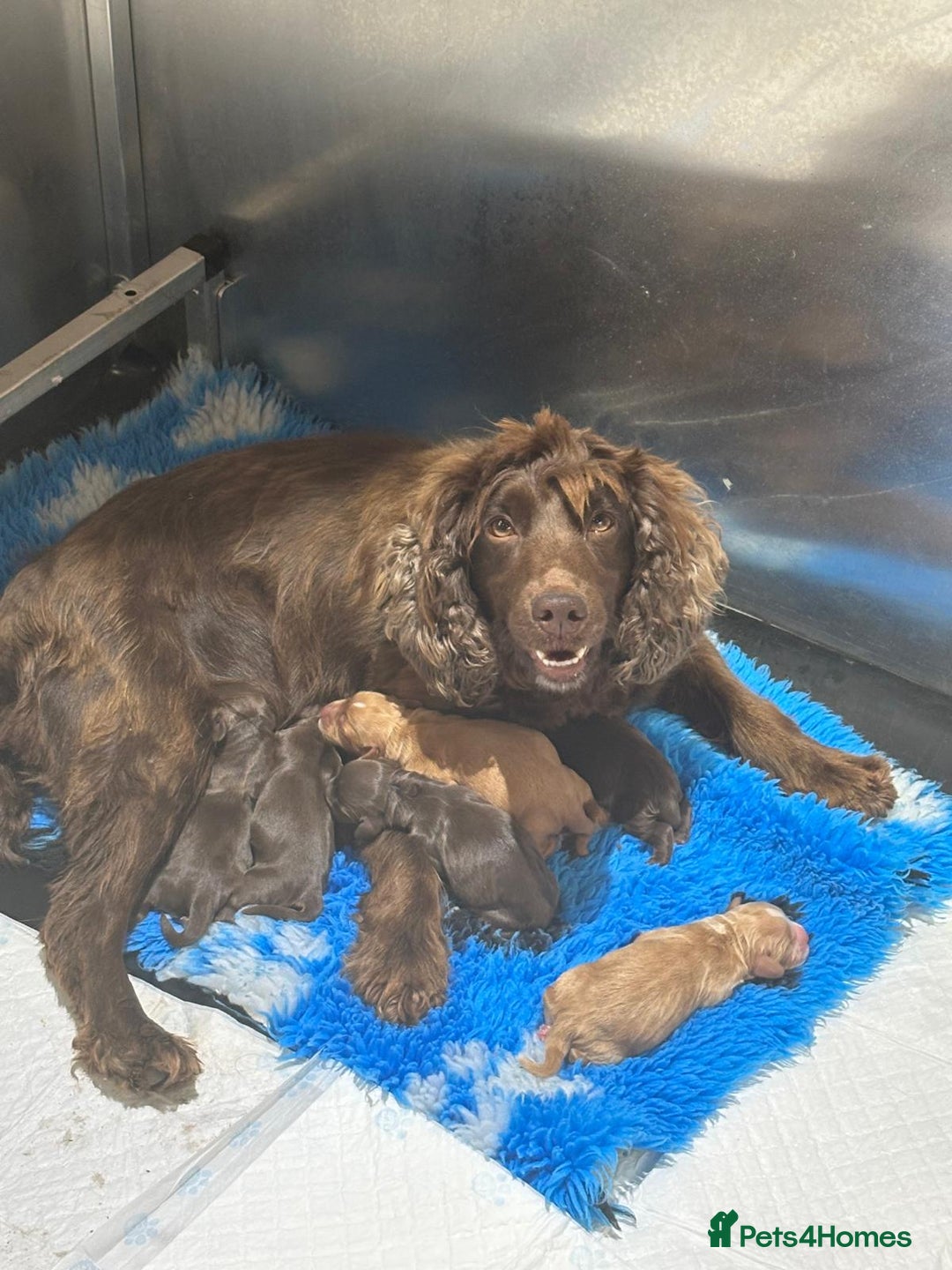 Cocker Spaniel dogs for sale: Working cocker spaniels puppies kc reg - Image 22