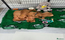 Hungarian Vizsla dogs for sale: The Kennel Club Best Practice Health Standard  - Image 5