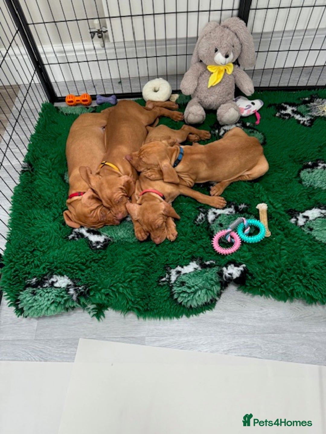 Hungarian Vizsla dogs for sale: The Kennel Club Best Practice Health Standard  - Image 5