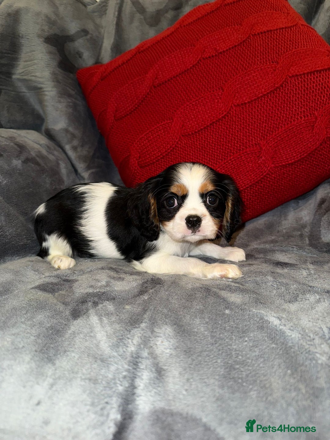 Cavalier King Charles Spaniel dogs for sale: 💙🩵Stunning Tri cavalier Boys 💙🩵 - Advert 7