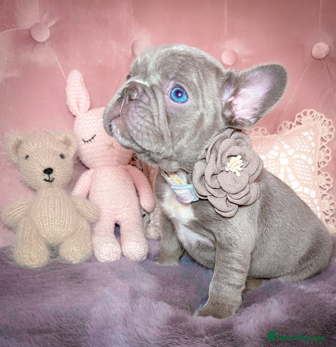 French Bulldog dogs for sale: 🌸Isabella,Rojo,Lilac,Blue,Chocolate🌸 - Advert 12