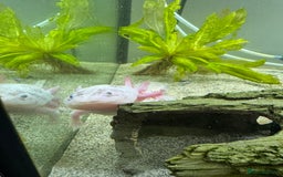 Other/Mixed Breed fish for sale: Leucistic Axolotls for Sale – Peaceful Pair  - Image 2