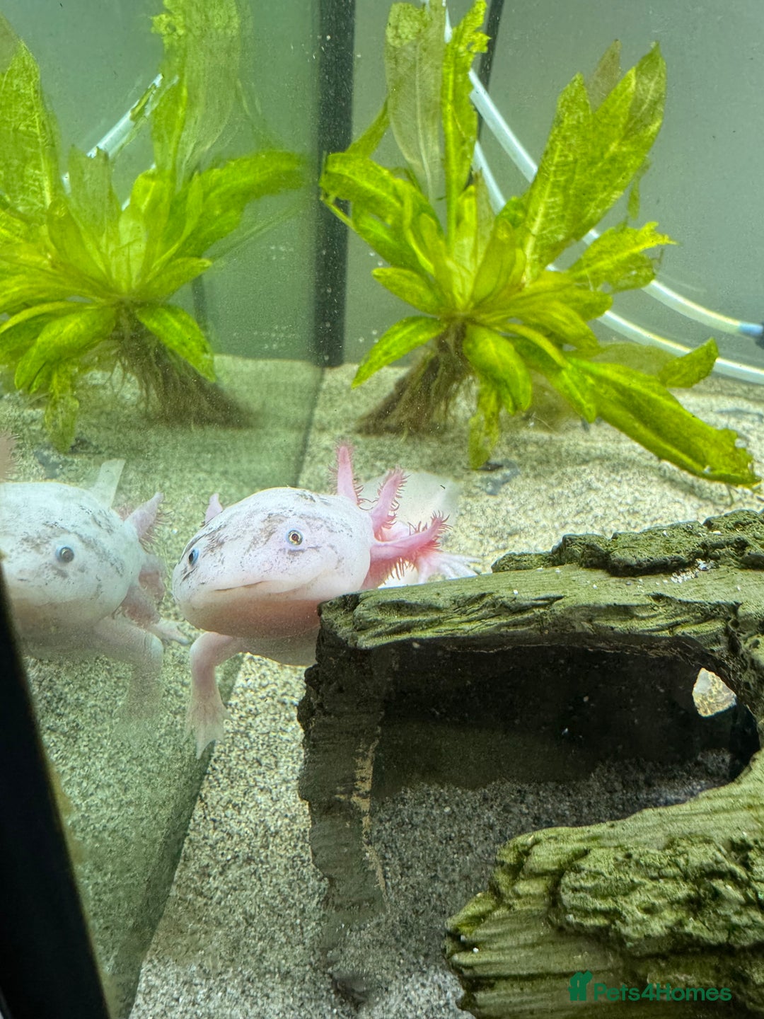 Other/Mixed Breed fish for sale: Leucistic Axolotls for Sale – Peaceful Pair  - Image 2