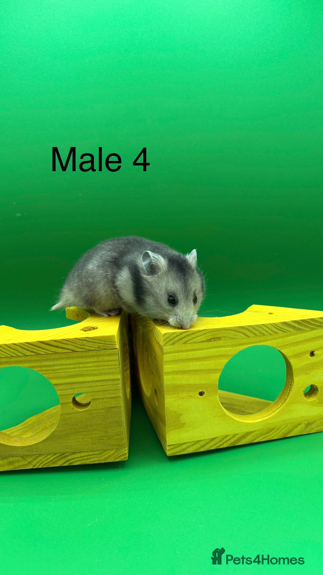 Hamster rodents for sale: Adorable baby Syrian hamsters  - Image 5