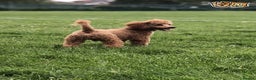 Cavalier King Charles Spaniel dogs for stud: Red Toy Poodle Pra clear proven in Mansfield - Advert 6