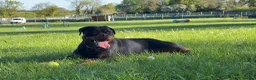 Rottweiler dogs for sale: 1 year old Rottweiler bitch  - Advert 2