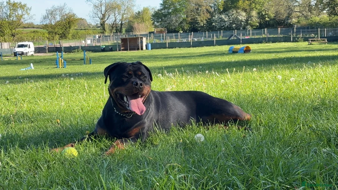 Rottweiler dogs for sale: 1 year old Rottweiler bitch  - Advert 2