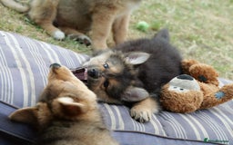 Mixed Breed dogs for sale: Shollies  in Rochdale - Image 38