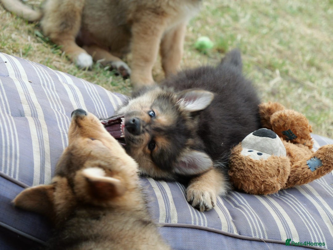 Mixed Breed dogs for sale: Shollies  in Rochdale - Image 38
