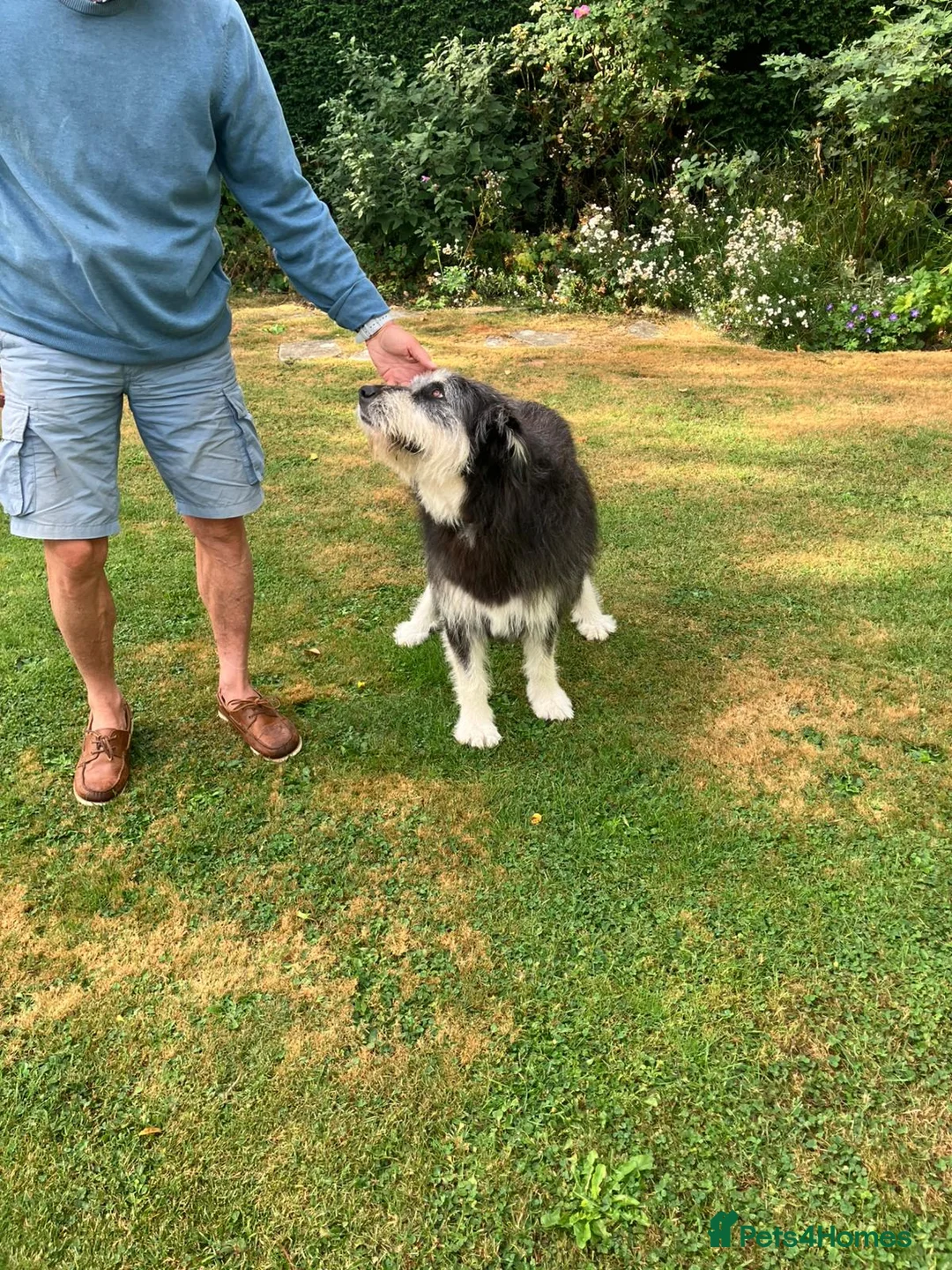 Mixed Breed dogs for sale: Loyalty Found: Adopt Luna the Shepherd Mix  - Advert 4