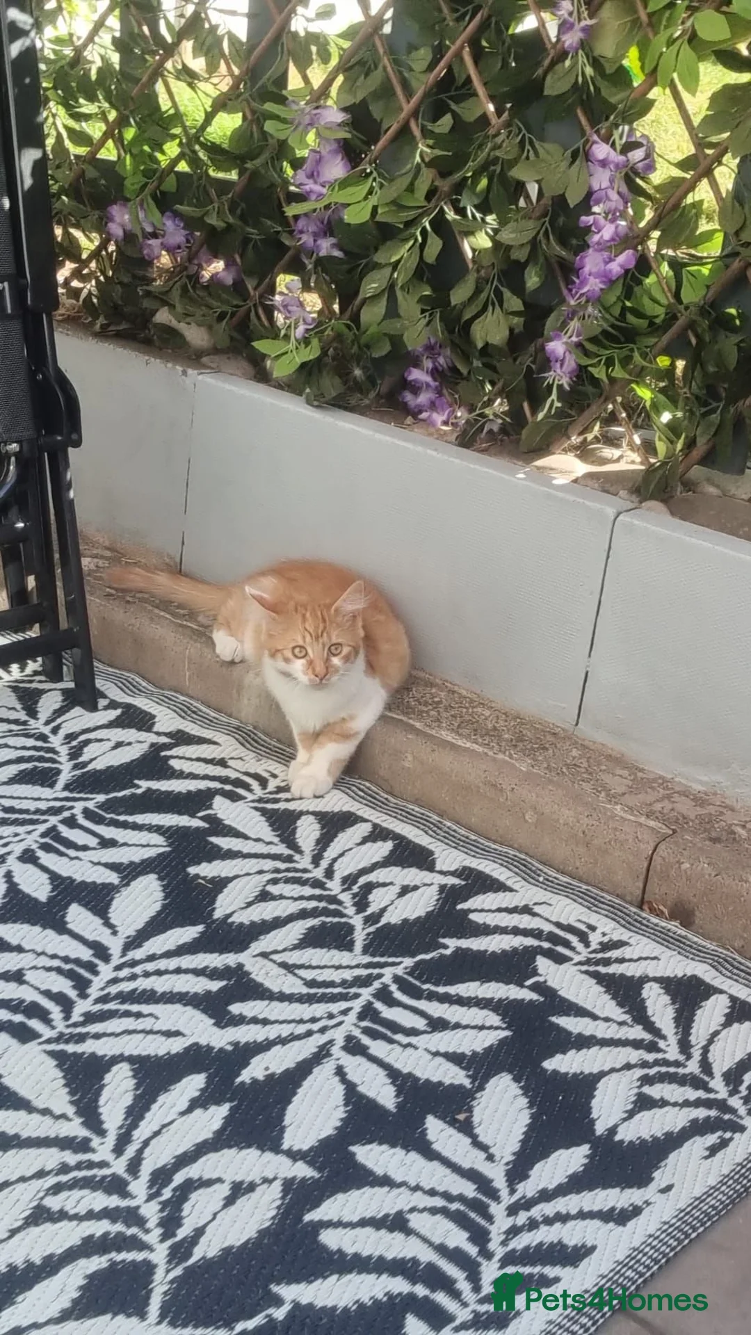 Mixed Breed cats for sale: Leo&blue in Stourbridge - Advert 3