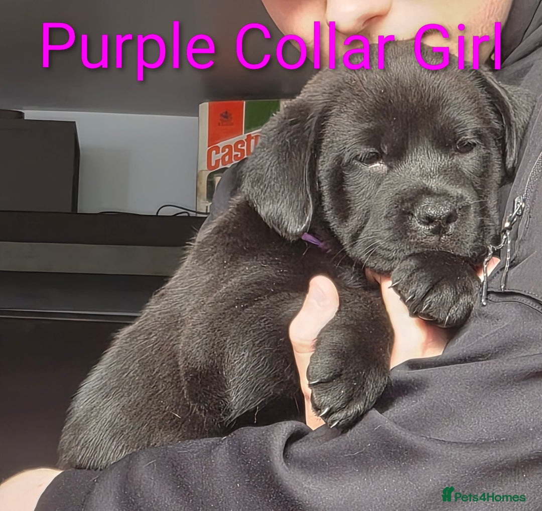 Mixed Breed dogs for sale: Ready to leave 3 Girls Left Shar-Pei x Chow pups  - Image 22