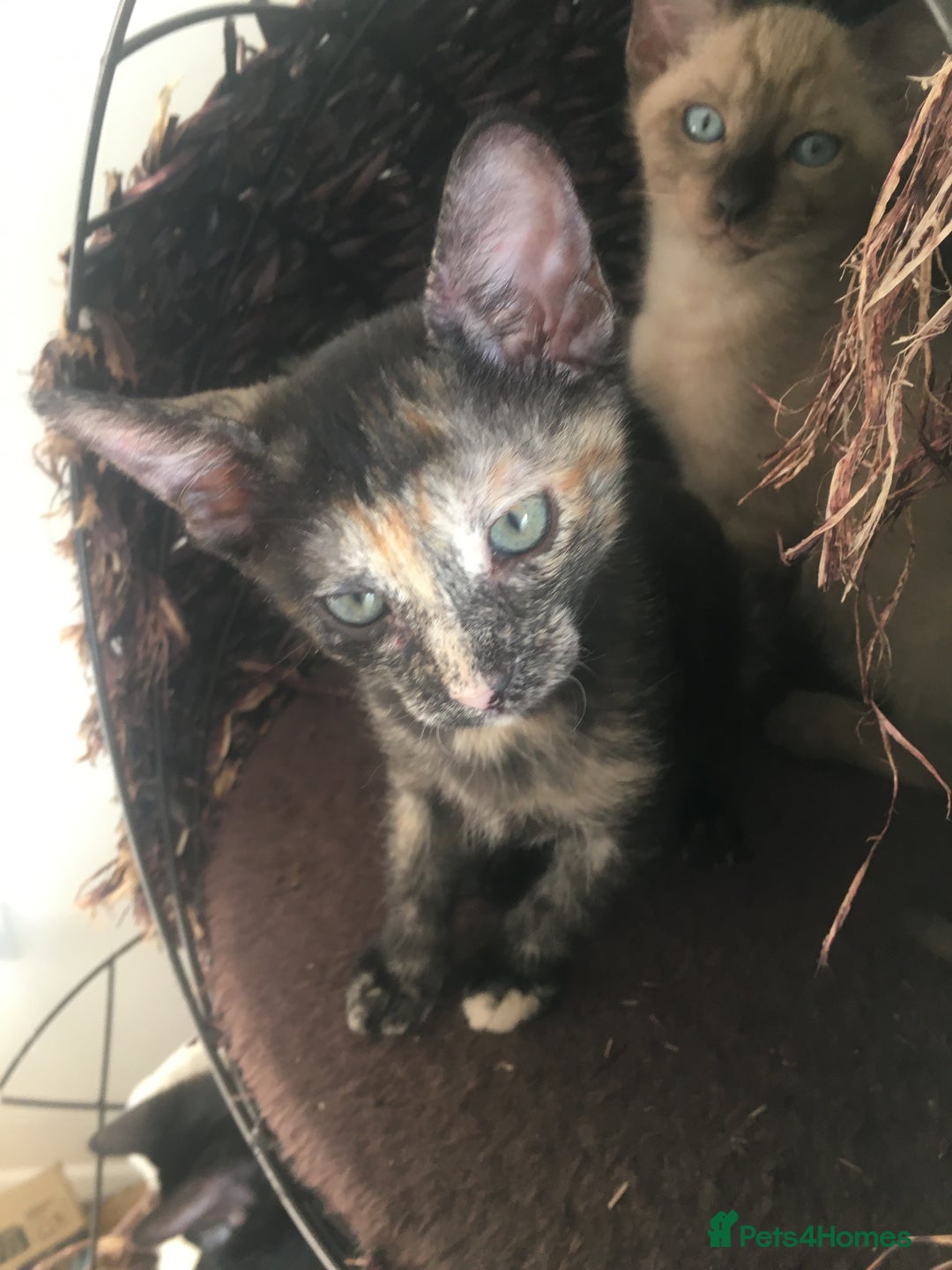 Oriental cats for sale: Oriental x Sphynx kittens  - Image 9