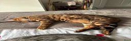 Bengal cats for sale: Bengal cats for sale  - Advert 7